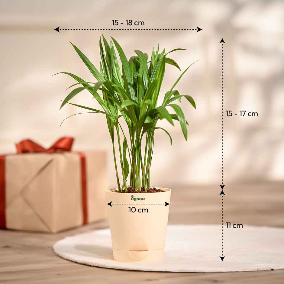 Ugaoo Areca Palm Plant with Self Watering Pot