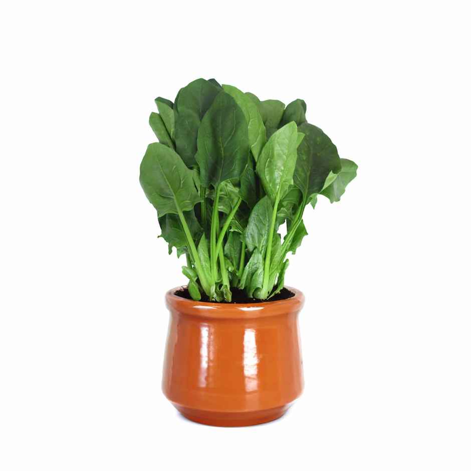 Ugaoo Spinach Seeds (Palak)