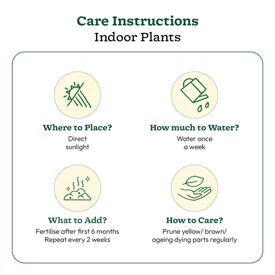 Ugaoo Jade Feng-Shui Plant With Self Watering Pot