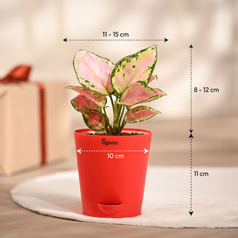 Ugaoo Aglaonema Pink Beauty Plant with Red Self Watering Pot | Decor & Gifting