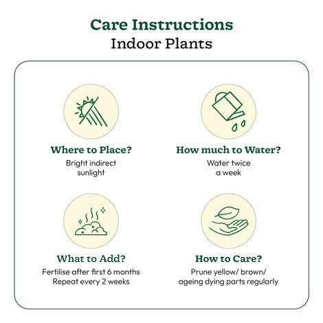 Ugaoo Air Purifying Peace Lily Plant Plant In Ibiza Pot