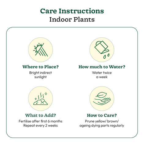 Ugaoo Good Luck Money Plant Variegated with Ibiza Pot