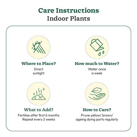 Ugaoo Jade Feng-Shui Plant With Self Watering Pot