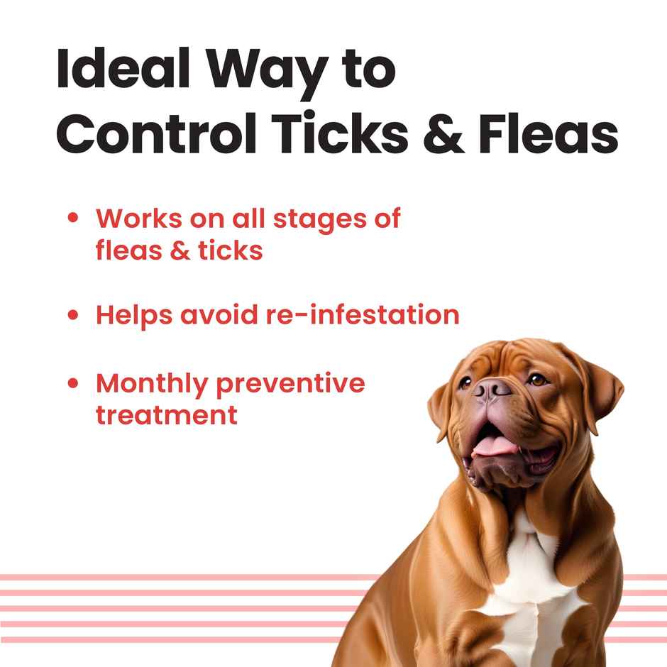 Vivaldis Anti Tick, Flea & Lice Treatment Spot On for Dogs | VI-FI Forte | 40-60 kg Combo 
