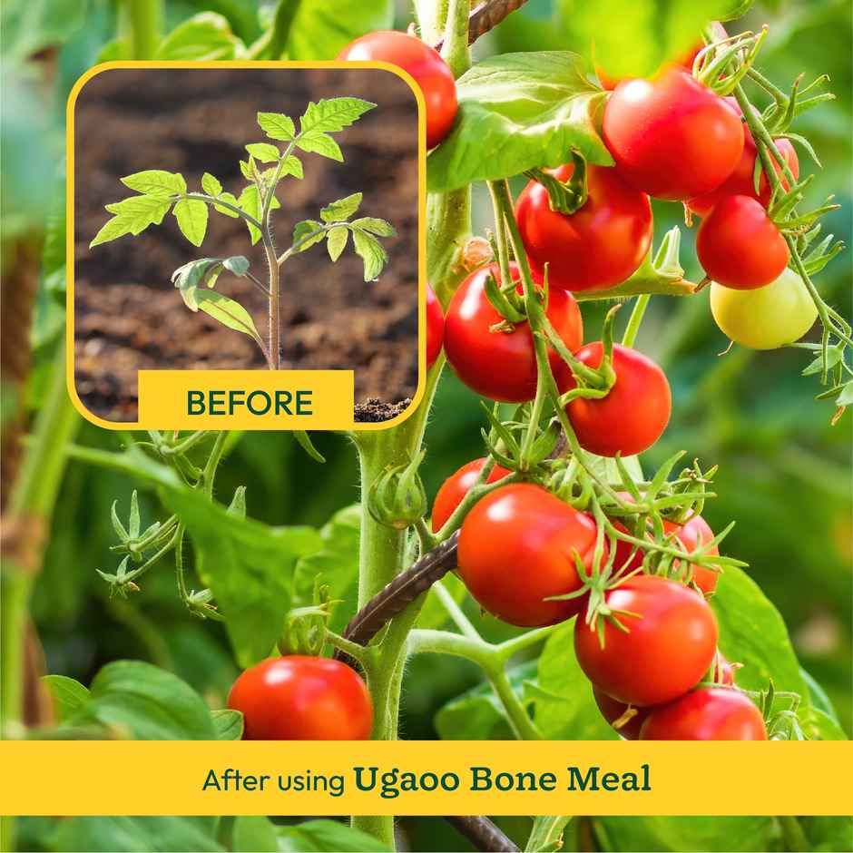 Ugaoo Organic Bone Meal Powder Fertilizer for Plants - 5 kg - Gardening Accessories