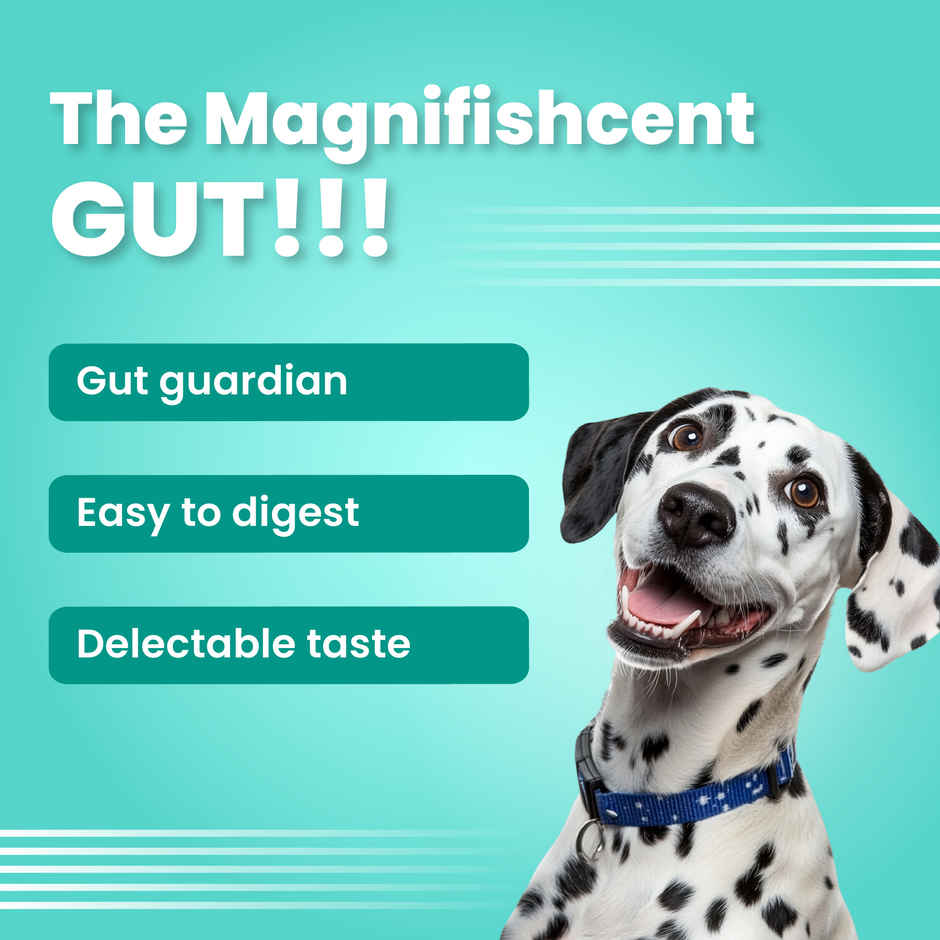 Bark Out Loud | Salmon And Turkey Dog Food For Medium / Large Breed (2kg) & Bark Out Loud Mini Fishes Dog Treats - No Grain & Hypoallergenic Snack For Dogs (100g) Combo