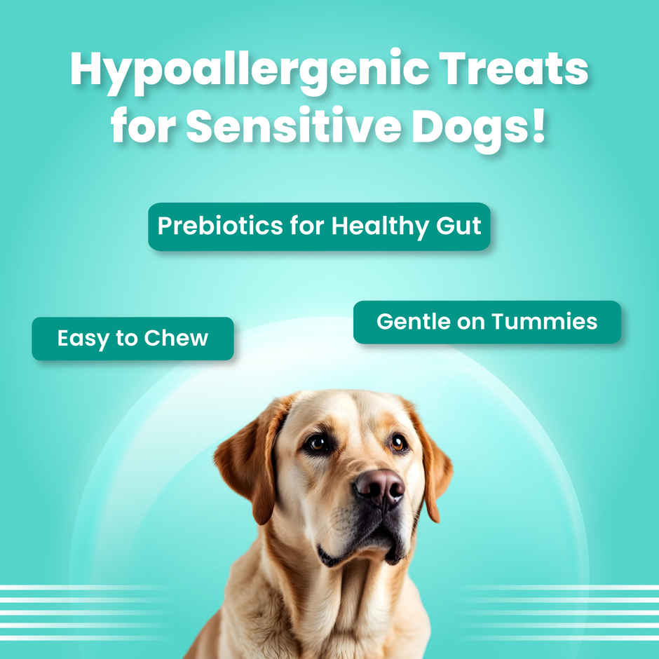 Bark Out Loud Mini Fishes Dog Treats - No Grain & Hypoallergenic snack for Dogs Combo