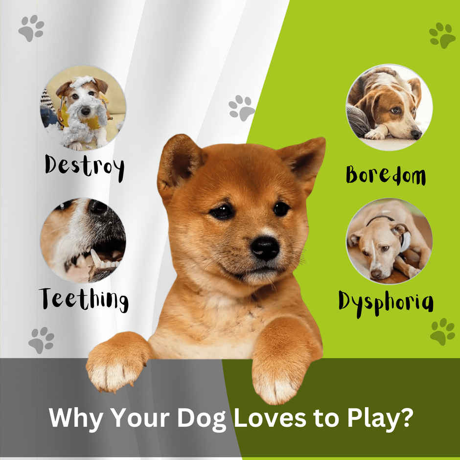 Foodie Puppies Dog Latex Squeaky Claw Ball | Small