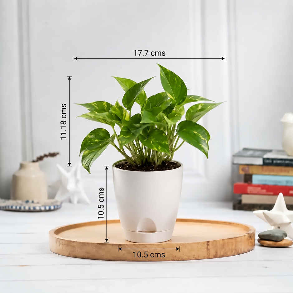 Bloom Good Luck Money Plant | Gifting & Decor