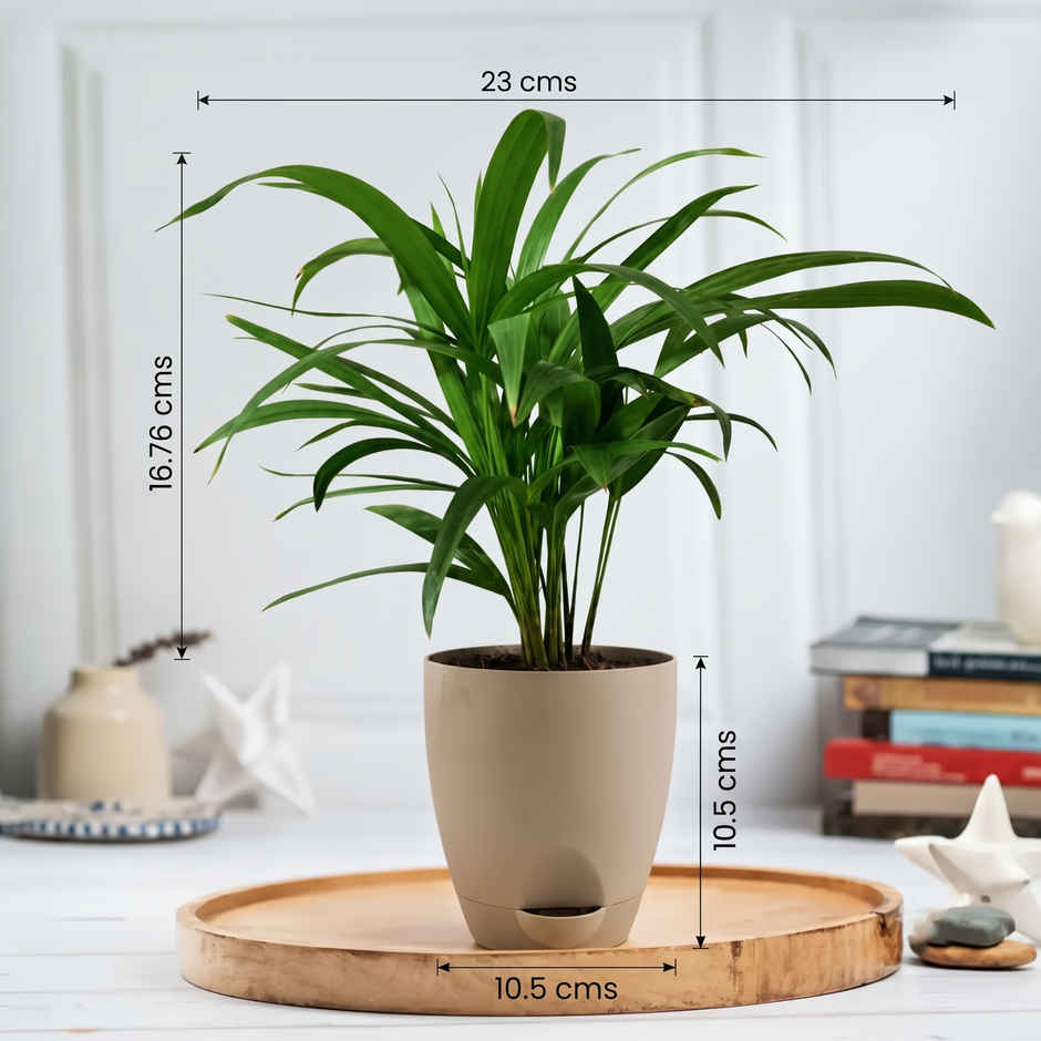 Bloom Air Purifying Areca Palm Plant | Gifting & Decor