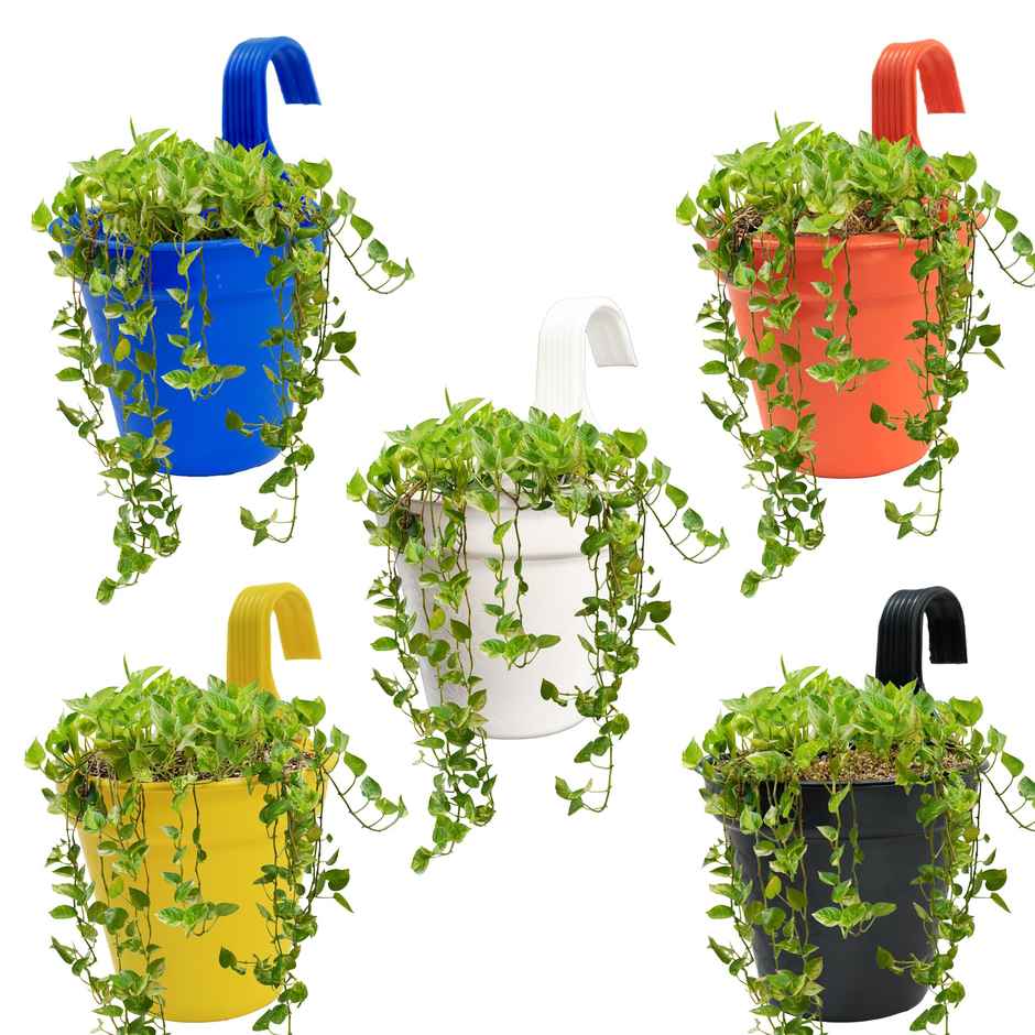 TrustBasket Hector Hook Pot | Hanging Plastic Balcony Planters | Assorted