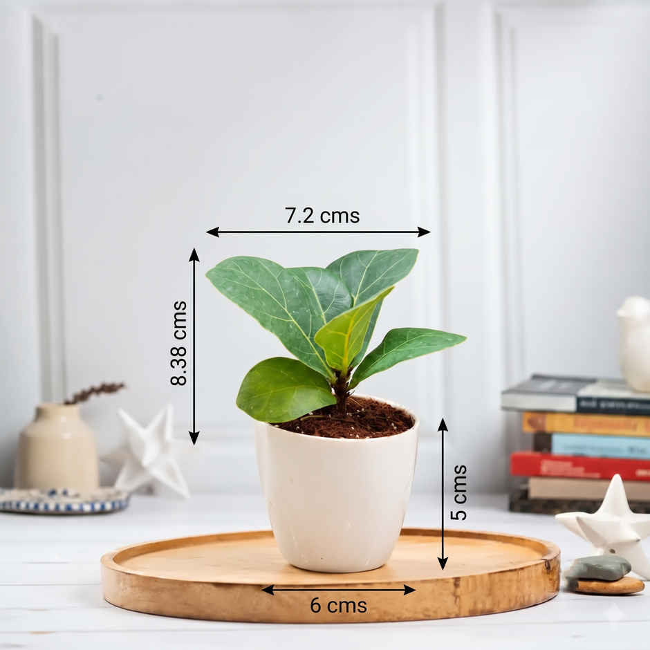 Bloom Baby Fiddle Leaf Fig Plant in Magnet Pot | Gifting & Decor