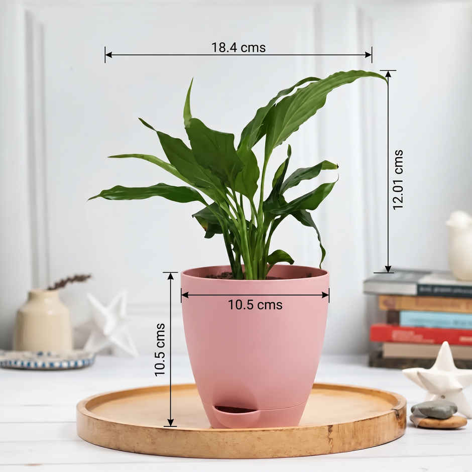 Bloom Air Purifying Peace Lily Plant | Gifting & Decor
