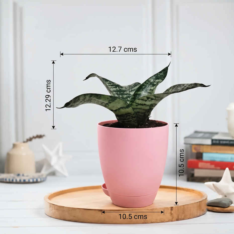 Bloom Air Purifying Snake Plant | Gifting & Decor