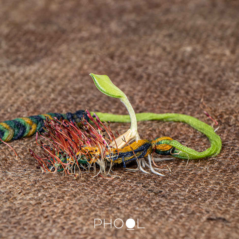 Phool | Plantable Rakhi | Eco-Friendly Thread | Pack of 1 