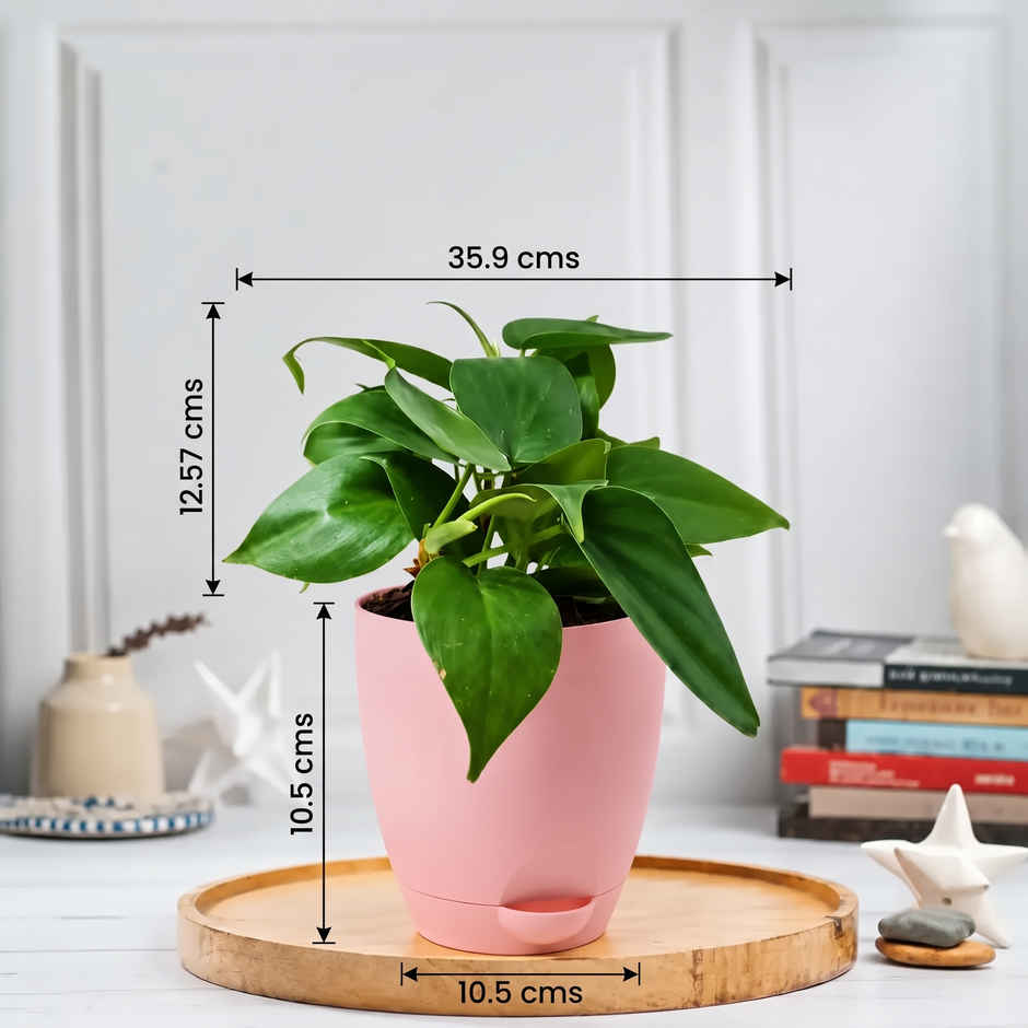 Bloom Air Purifying Oxycardium Plant | Gifting & Decor