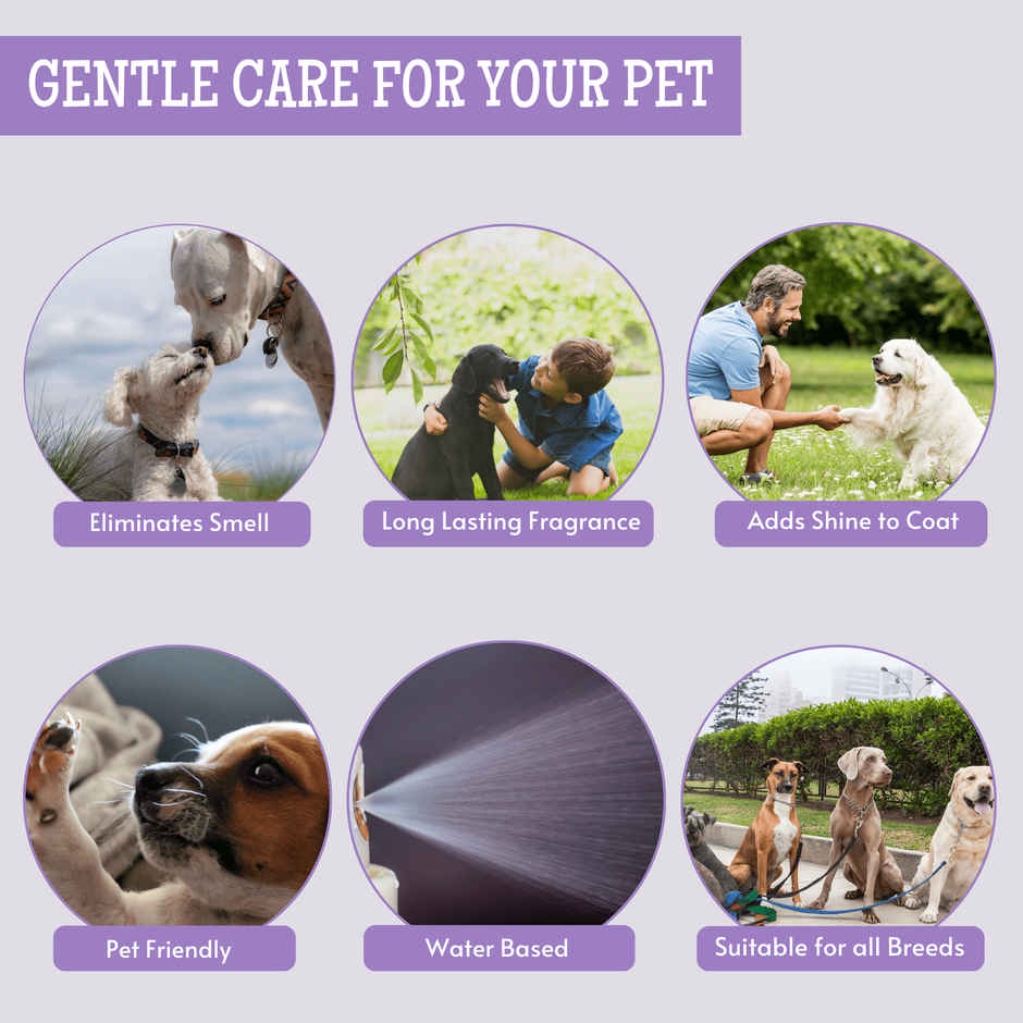 Foodie Puppies English Lavender Dog Perfume