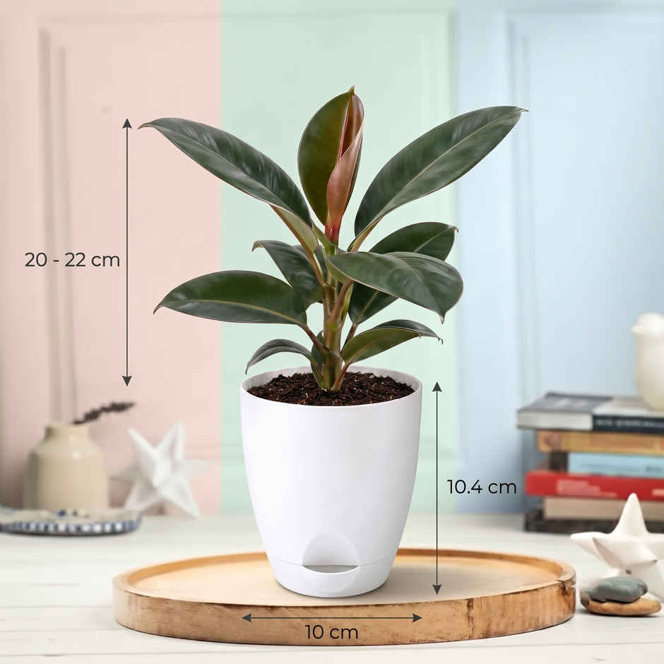Bloom Rubber Plant | Gifting & Decor