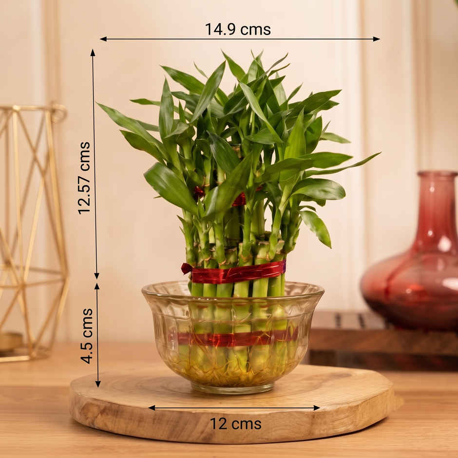 Bloom 2 Layer Lucky Bamboo Plant | Gifting & Decor
