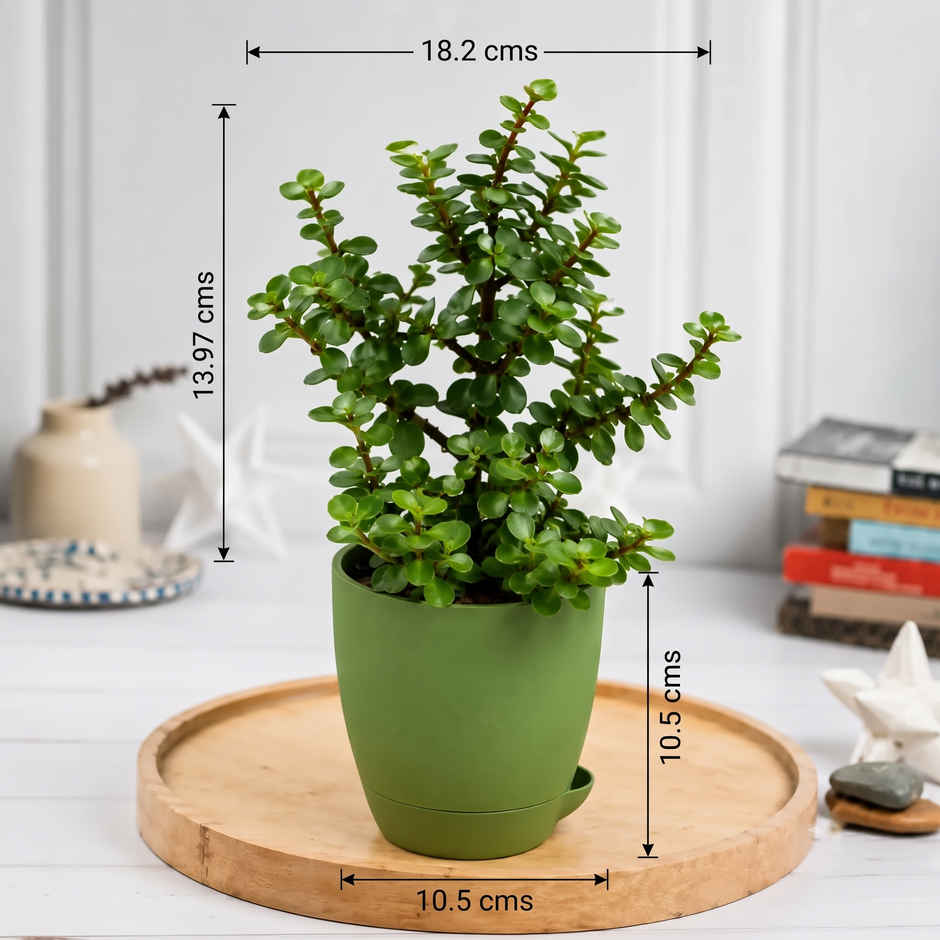 Bloom Auspicious Jade Plant | Gifting & Decor