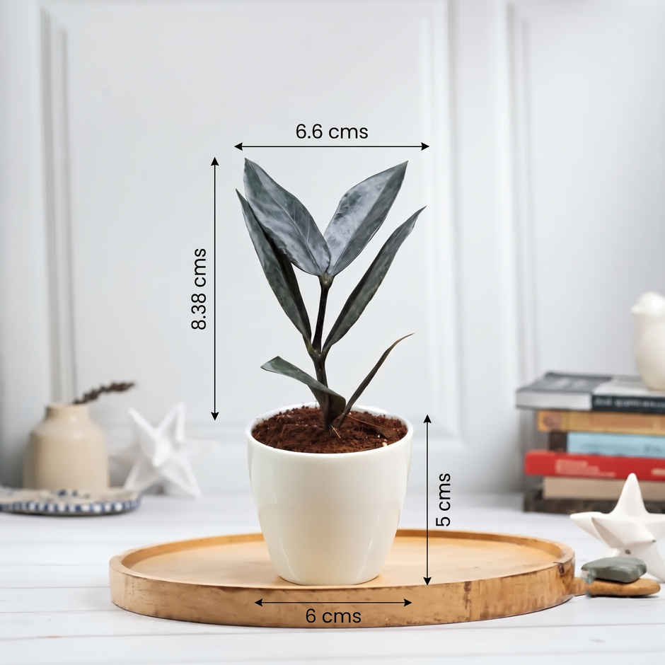 Bloom Baby ZZ Plant in Magnet Pot | Gifting & Decor