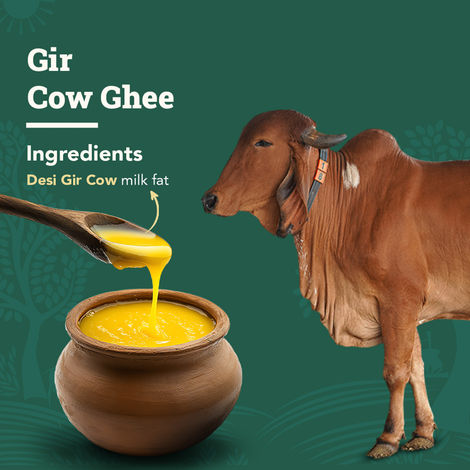 Anveshan A2 Gir Cow Ghee Traditional Bilona Method Cultured Curd Based Immunity Booster