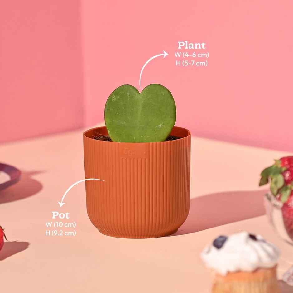 Ugaoo Heart Hoya Plant