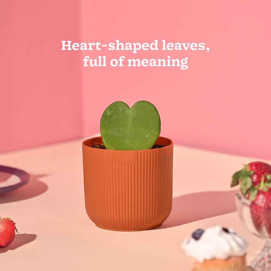Ugaoo Heart Hoya Plant