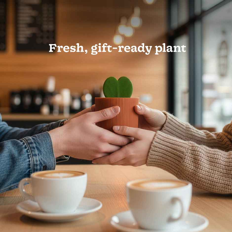 Ugaoo Heart Hoya Plant