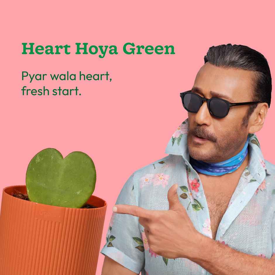 Ugaoo Heart Hoya Plant
