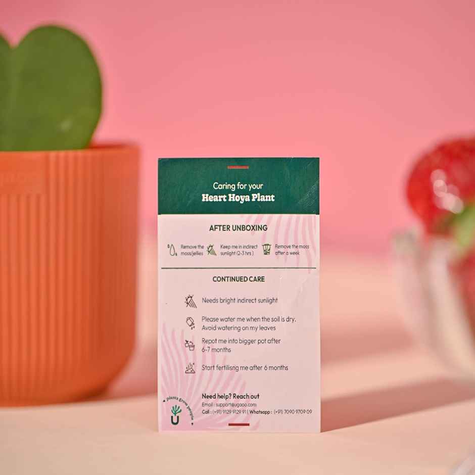 Ugaoo Heart Hoya Plant