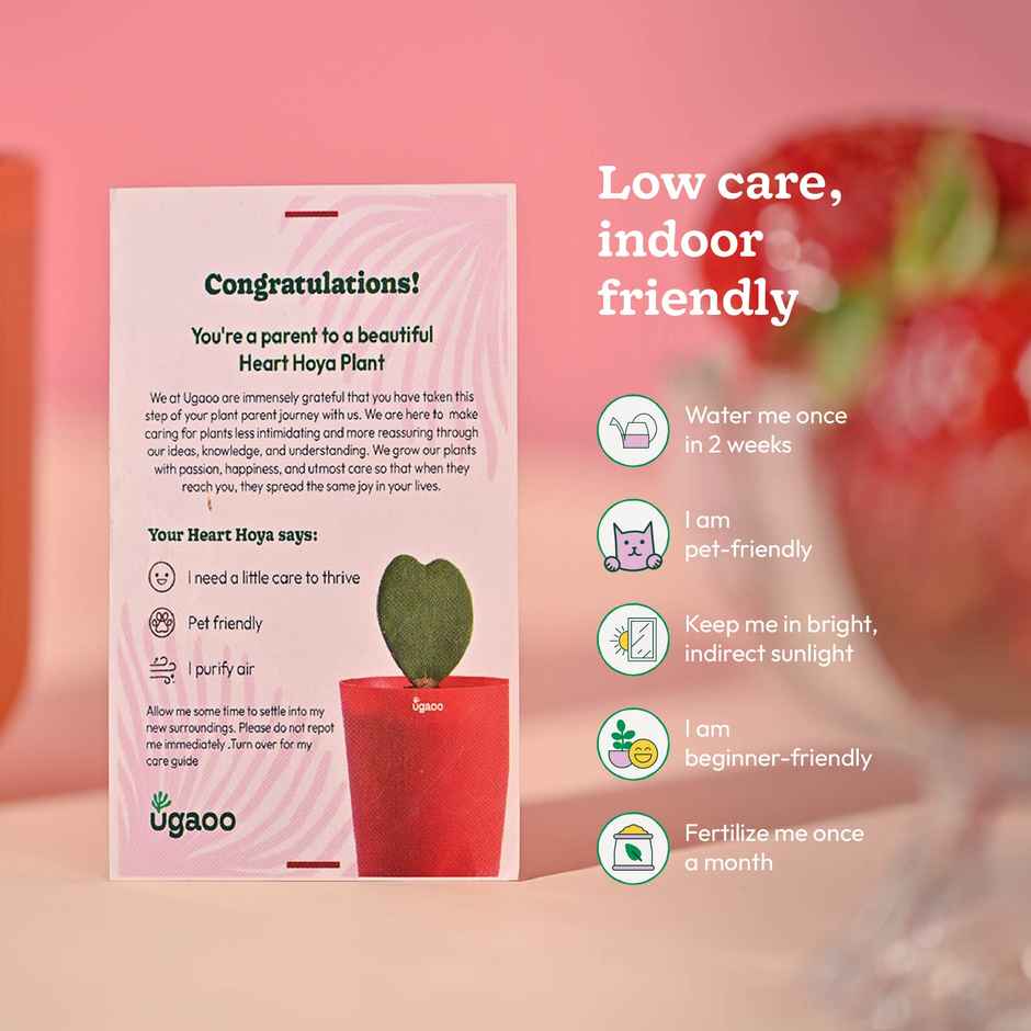 Ugaoo Heart Hoya Plant