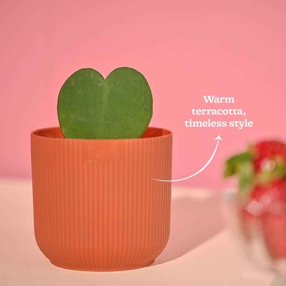 Ugaoo Heart Hoya Plant