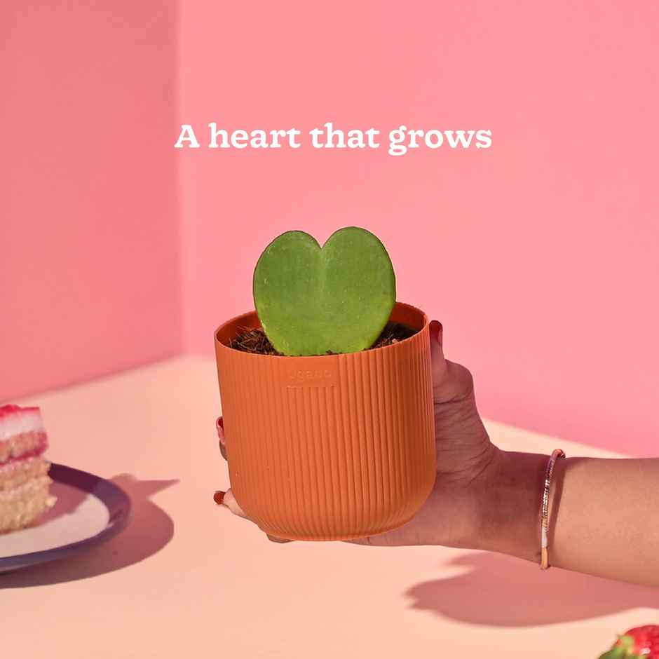 Ugaoo Heart Hoya Plant