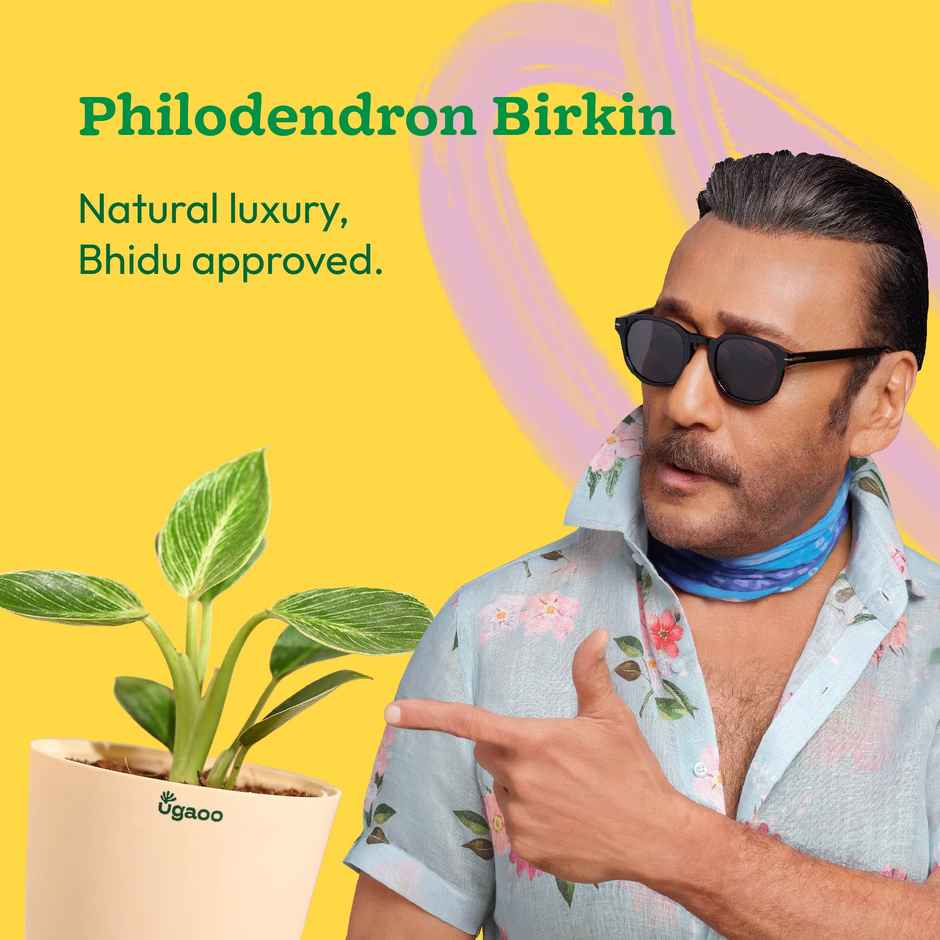 Ugaoo Philodendron Birkin with Ivory Self Watering Pot