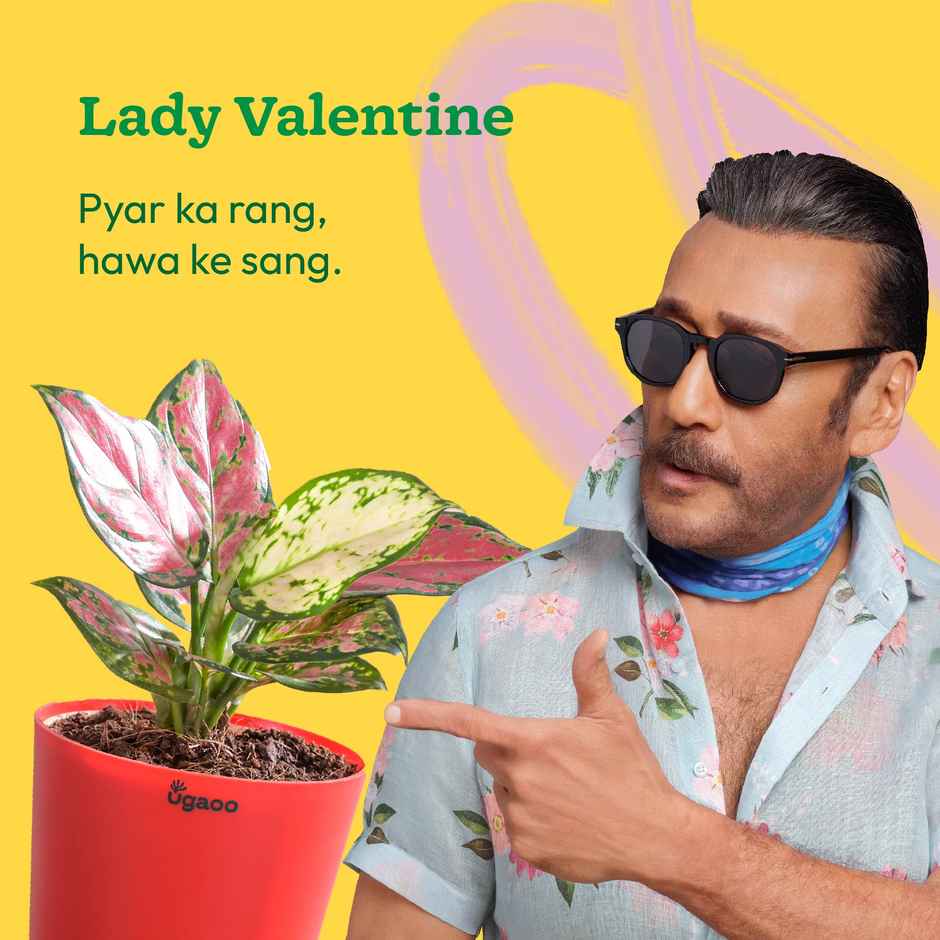 Ugaoo Aglaonema Pink Beauty Plant with Red Self Watering Pot | Decor & Gifting