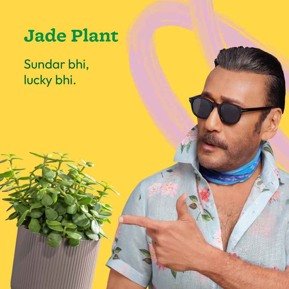 Ugaoo Jade Feng-Shui Plant with Ibiza Pot