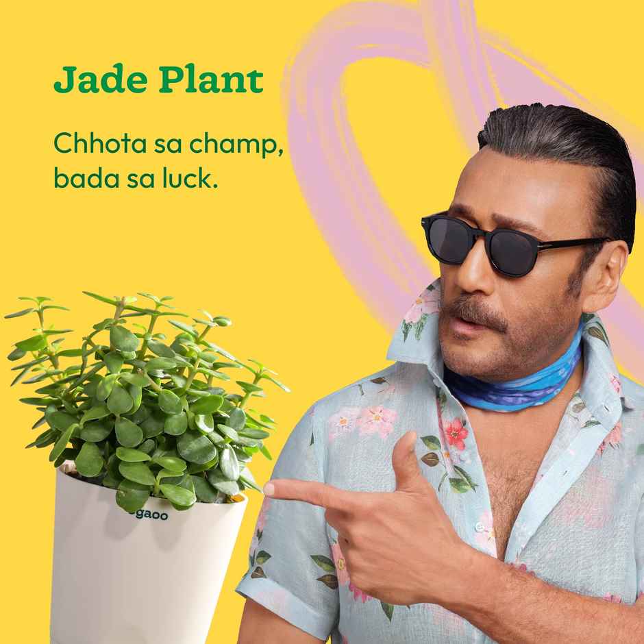 Ugaoo Jade Feng-Shui Plant With Self Watering Pot