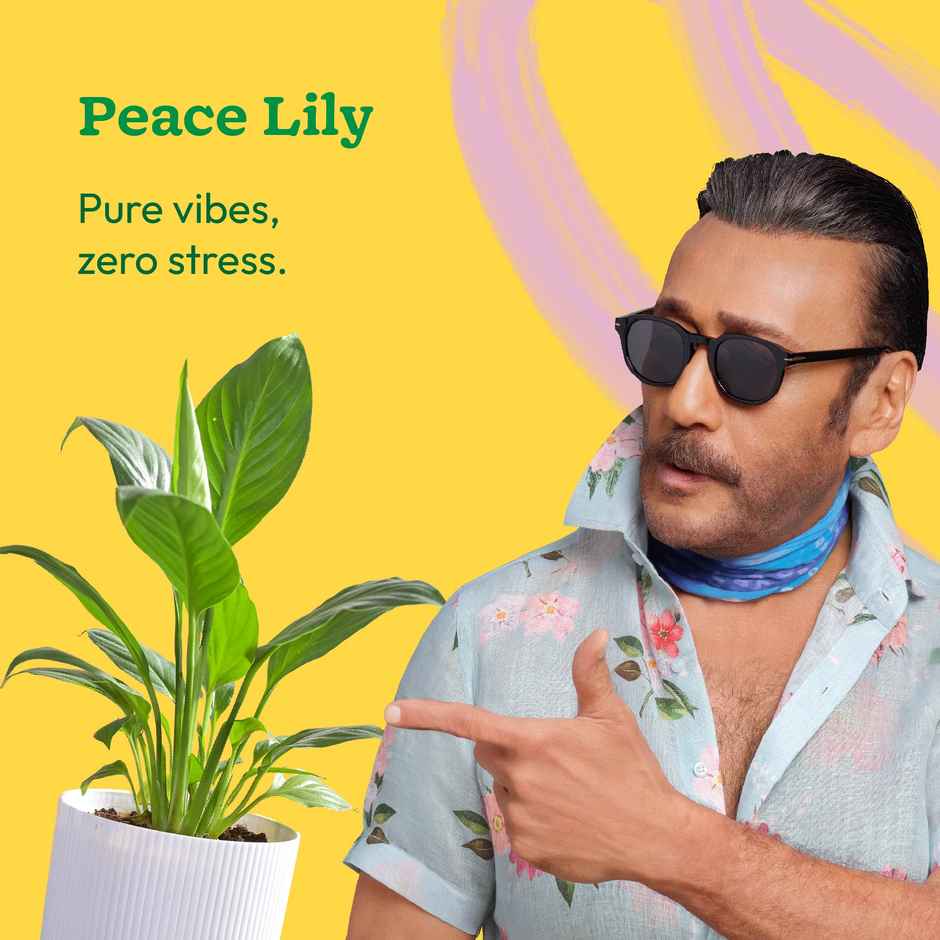 Ugaoo Air Purifying Peace Lily Plant Plant In Ibiza Pot | Father's Day Gifting