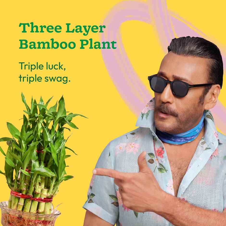 Ugaoo Three Layer Bamboo Plant | Gifting & Decor