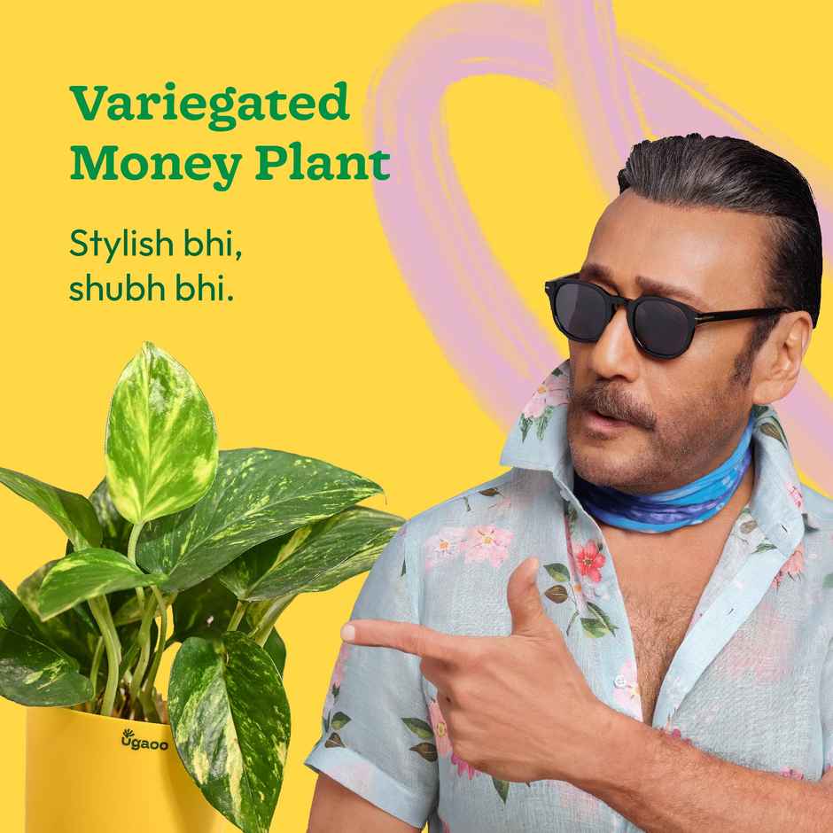 Ugaoo Money Plant Variegated With Self Watering Yellow Pot(1pc) & Ugaoo Two Layer Bamboo Plant(1pc) Combo
