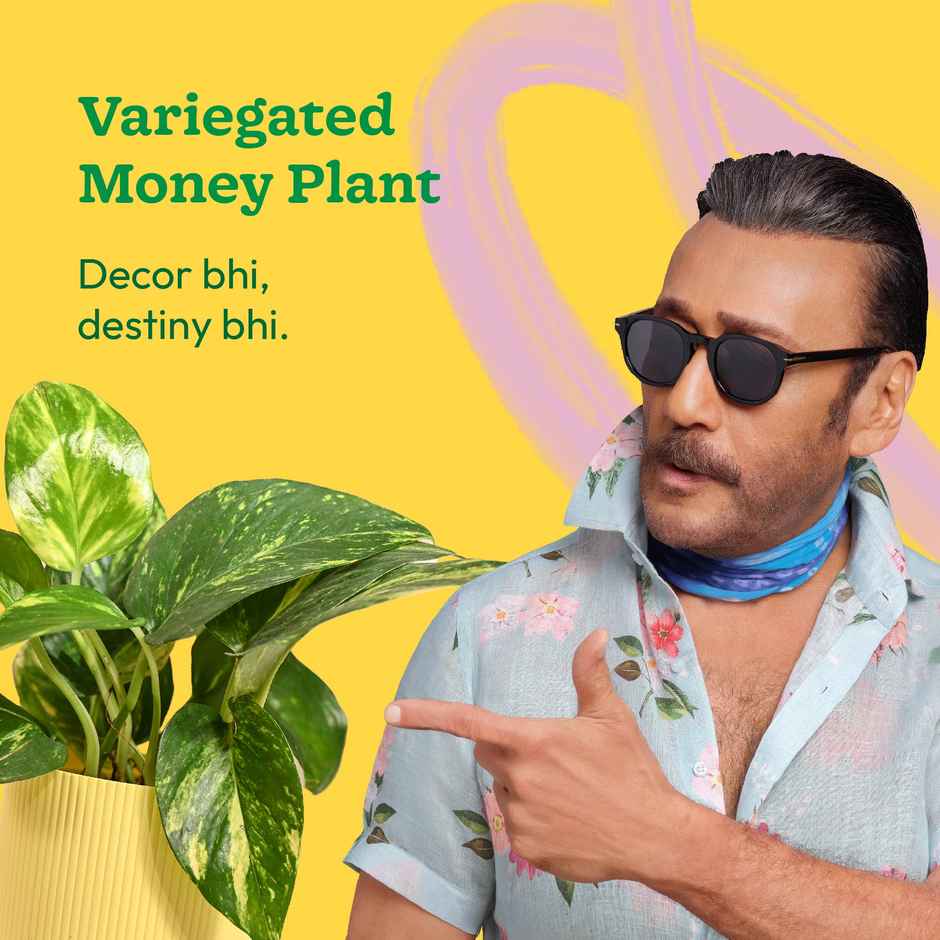 Ugaoo Good Luck Money Plant Variegated with Ibiza Pot | Gifting & Decor