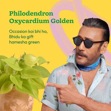 Ugaoo Philodendron Oxycardium Golden Plant with Sienna Terracotta Pot (Gifting & Decor)