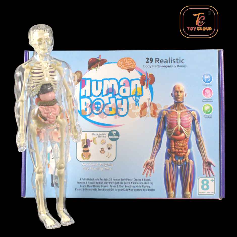 Toy Cloud Transparent Human Body Anatomy 3D Model with 29 Realistic Detachable Body Parts And Bones