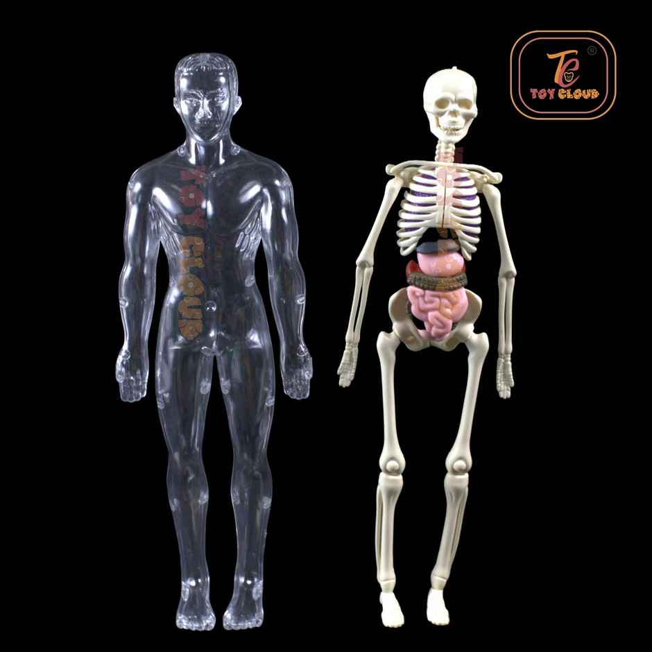Toy Cloud Transparent Human Body Anatomy 3D Model with 29 Realistic Detachable Body Parts And Bones