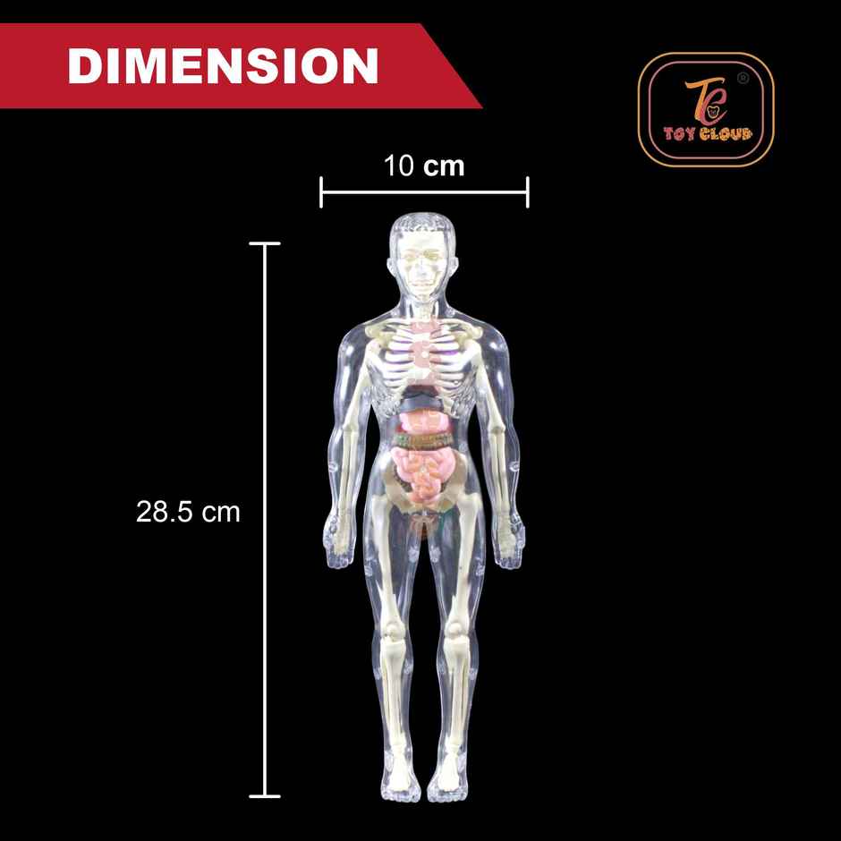 Toy Cloud Transparent Human Body Anatomy 3D Model with 29 Realistic Detachable Body Parts And Bones