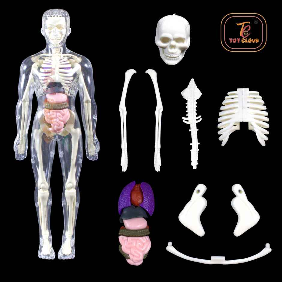 Toy Cloud Transparent Human Body Anatomy 3D Model with 29 Realistic Detachable Body Parts And Bones