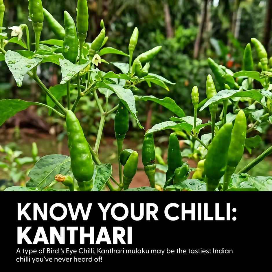 Naagin Kantha Bomb Hot Sauce | Green Chilli, Fresh, Herby & Spicy