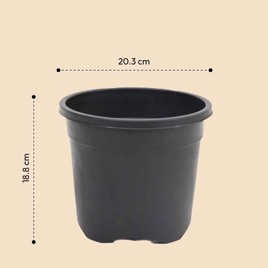 Ugaoo Garden Plastic Pots For Indoor Plants (8 Inch, Balck Color Set Of 6) Plant Container Set