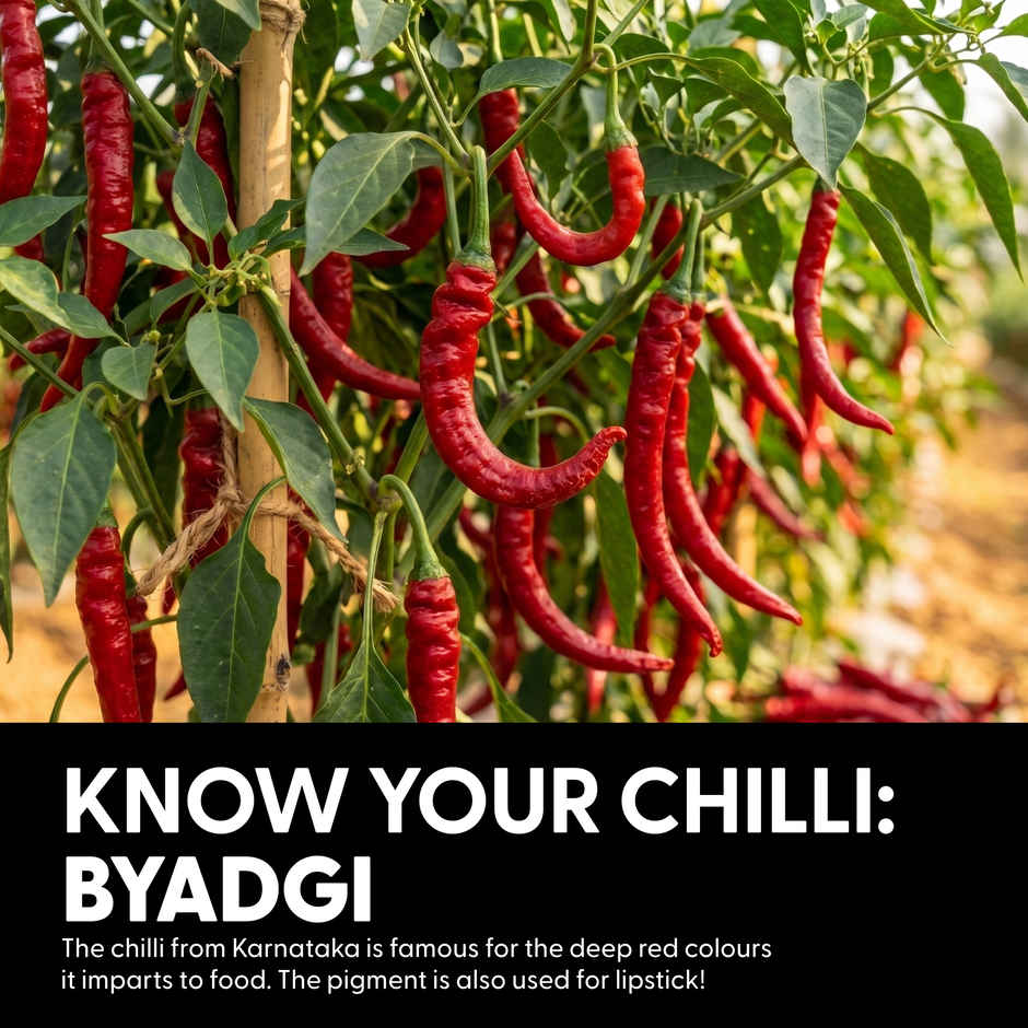 Naagin The 65 Hot Sauce - Bold, Tangy & Spicy Sauce 230 GRAM